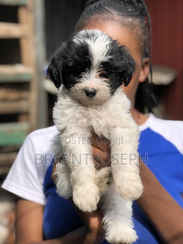 1-3 months Female Purebred Havanese - thumbnail 3