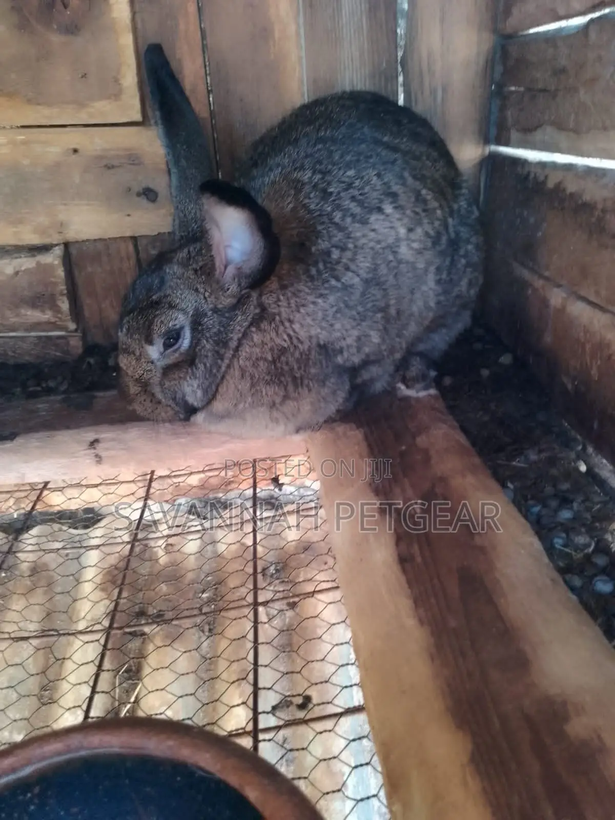 Flemish Giant Rabbits Does Bucks - Mature Breeders