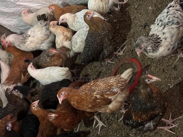 4 and a Half Months Improved Kienyenji Chicken on Sale