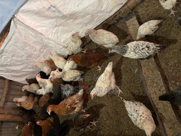 4 and a Half Months Improved Kienyenji Chicken on Sale - thumbnail 2