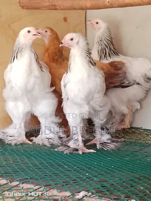 Brahma Chicken