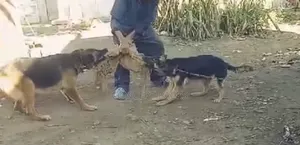 Dog Trainer.