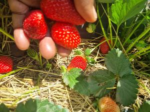 Strawberries Seedlings Available - thumbnail 2
