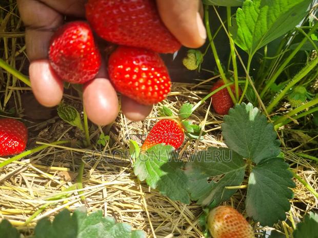 Strawberries Seedlings Available - main view