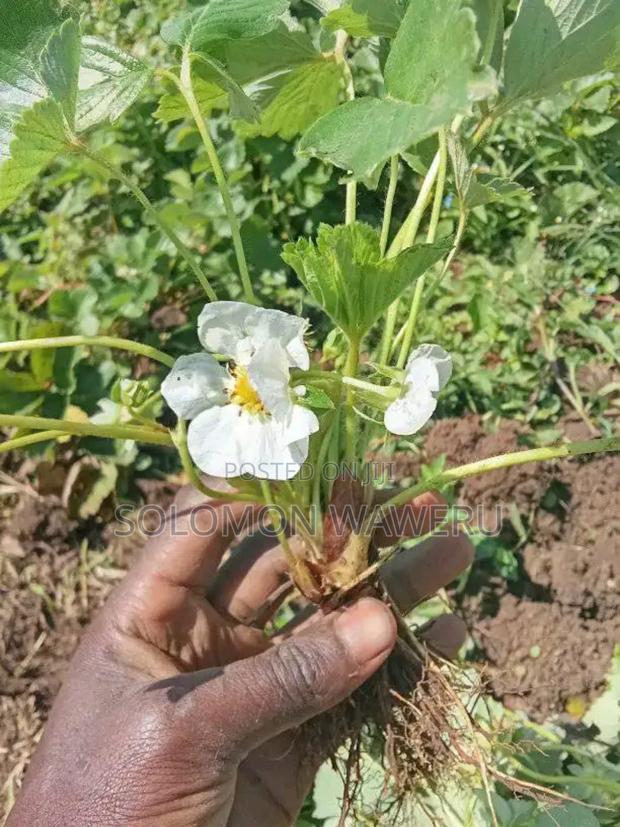 Strawberries Seedlings Available - thumbnail 3