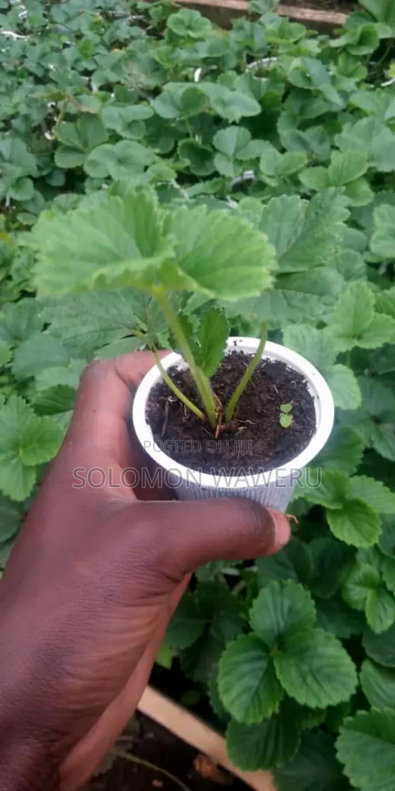 Strawberries Seedlings Available