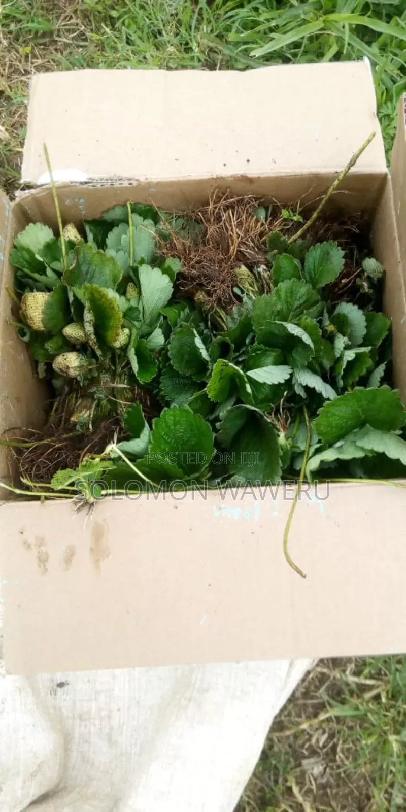 Strawberries Seedlings Available