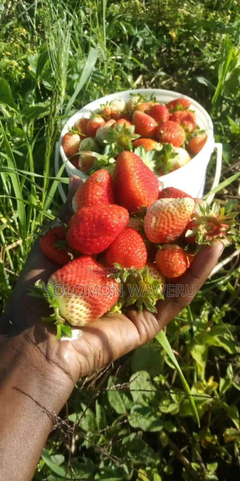 Strawberries Seedlings Available