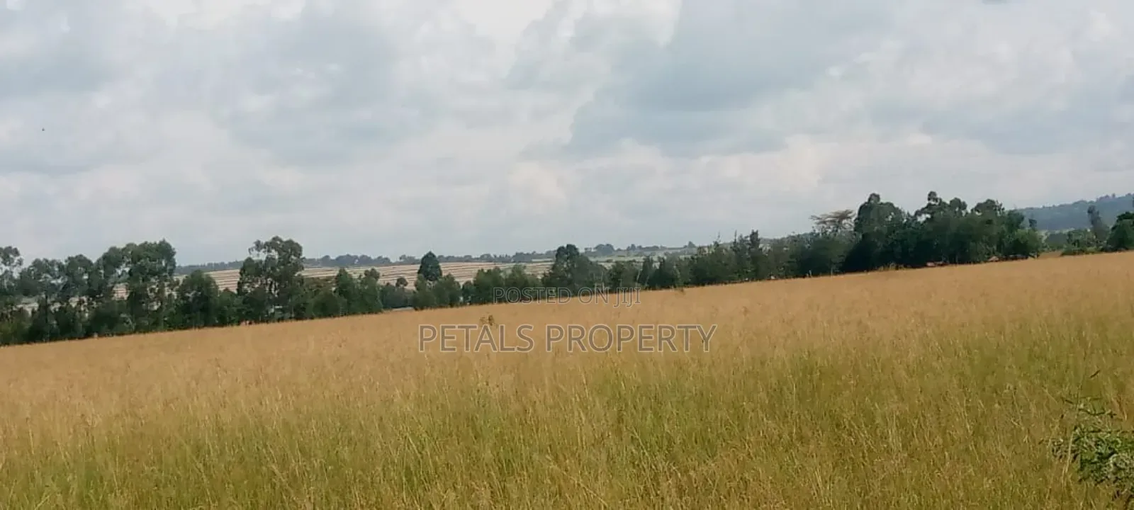 50 Acres at Ngata