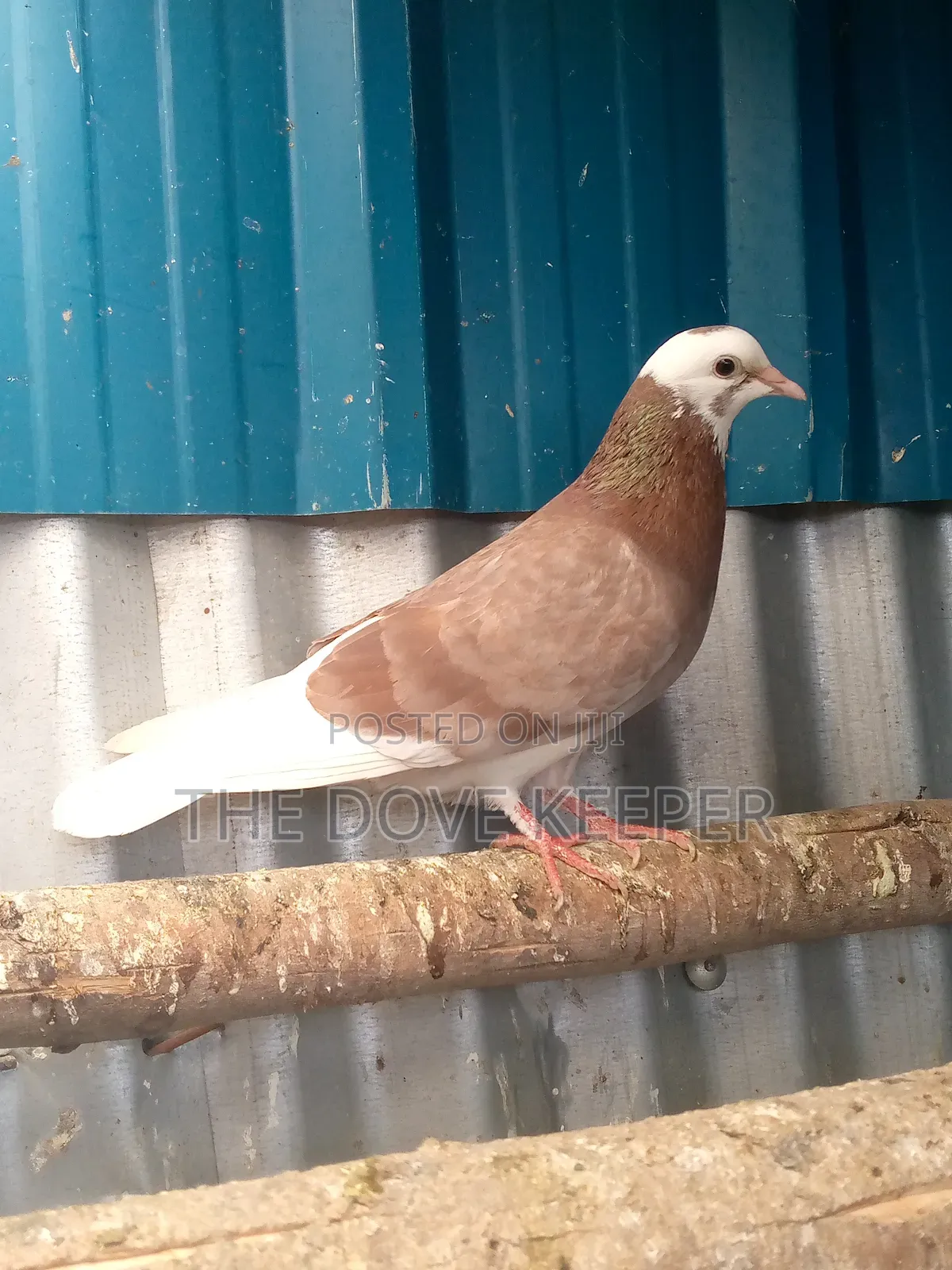 Home Doves