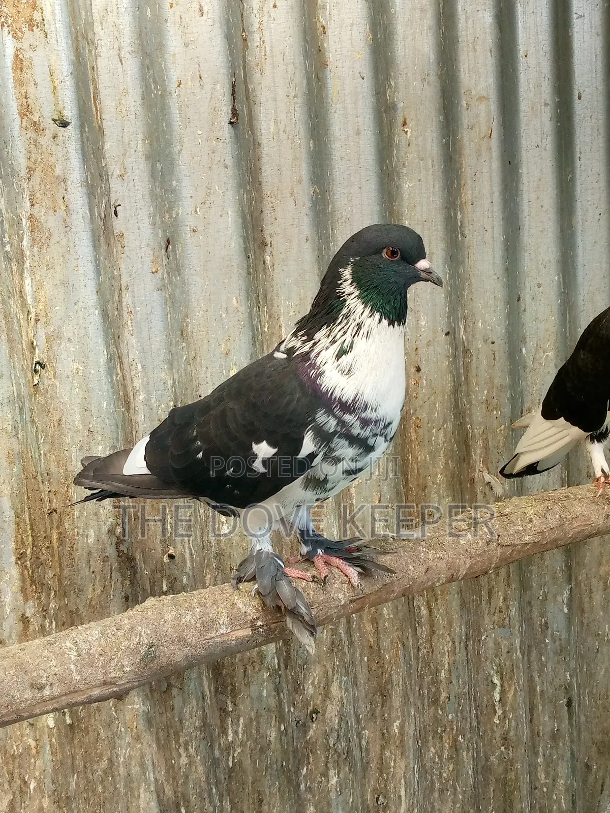Home Doves