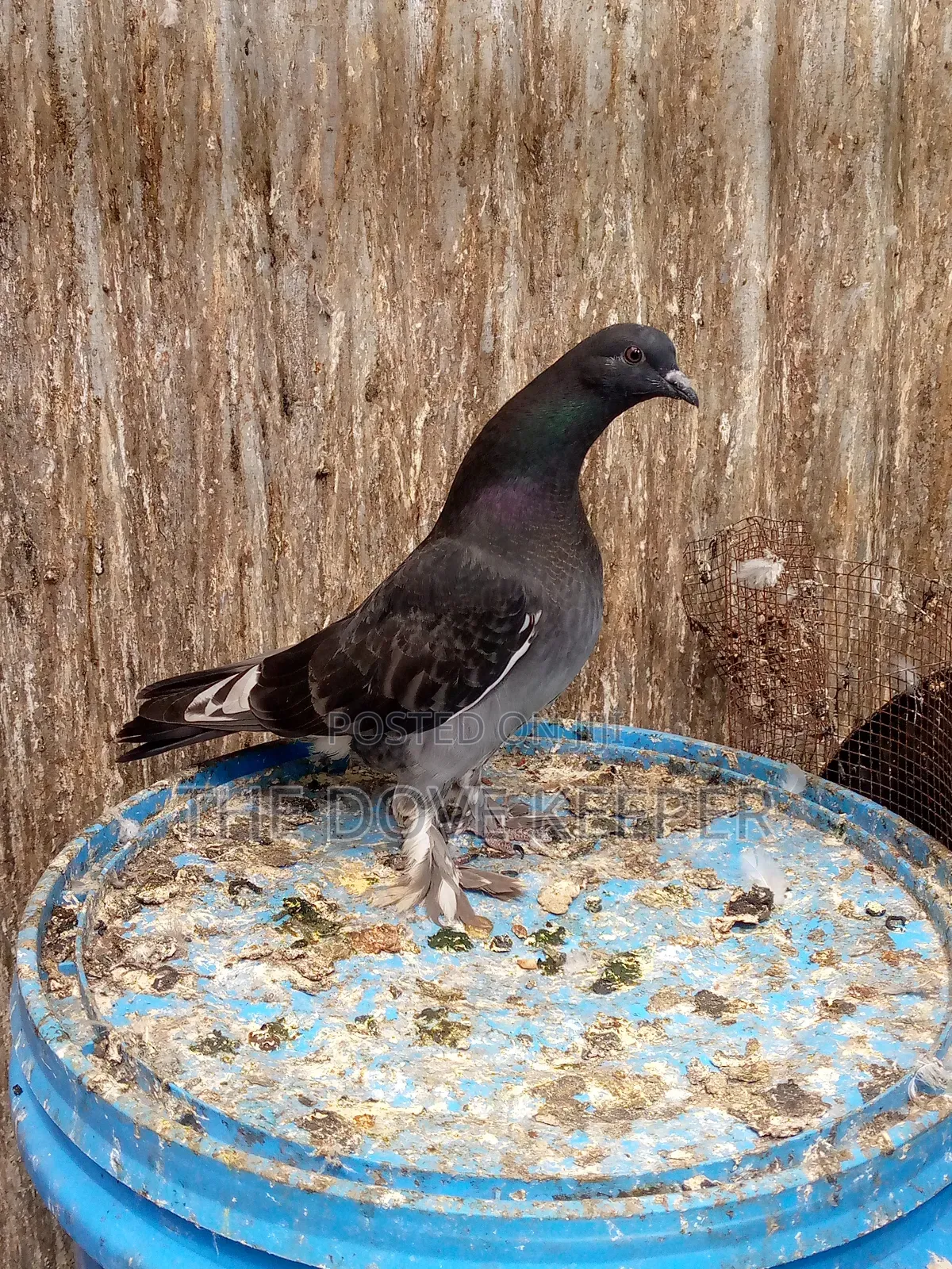 Home Doves