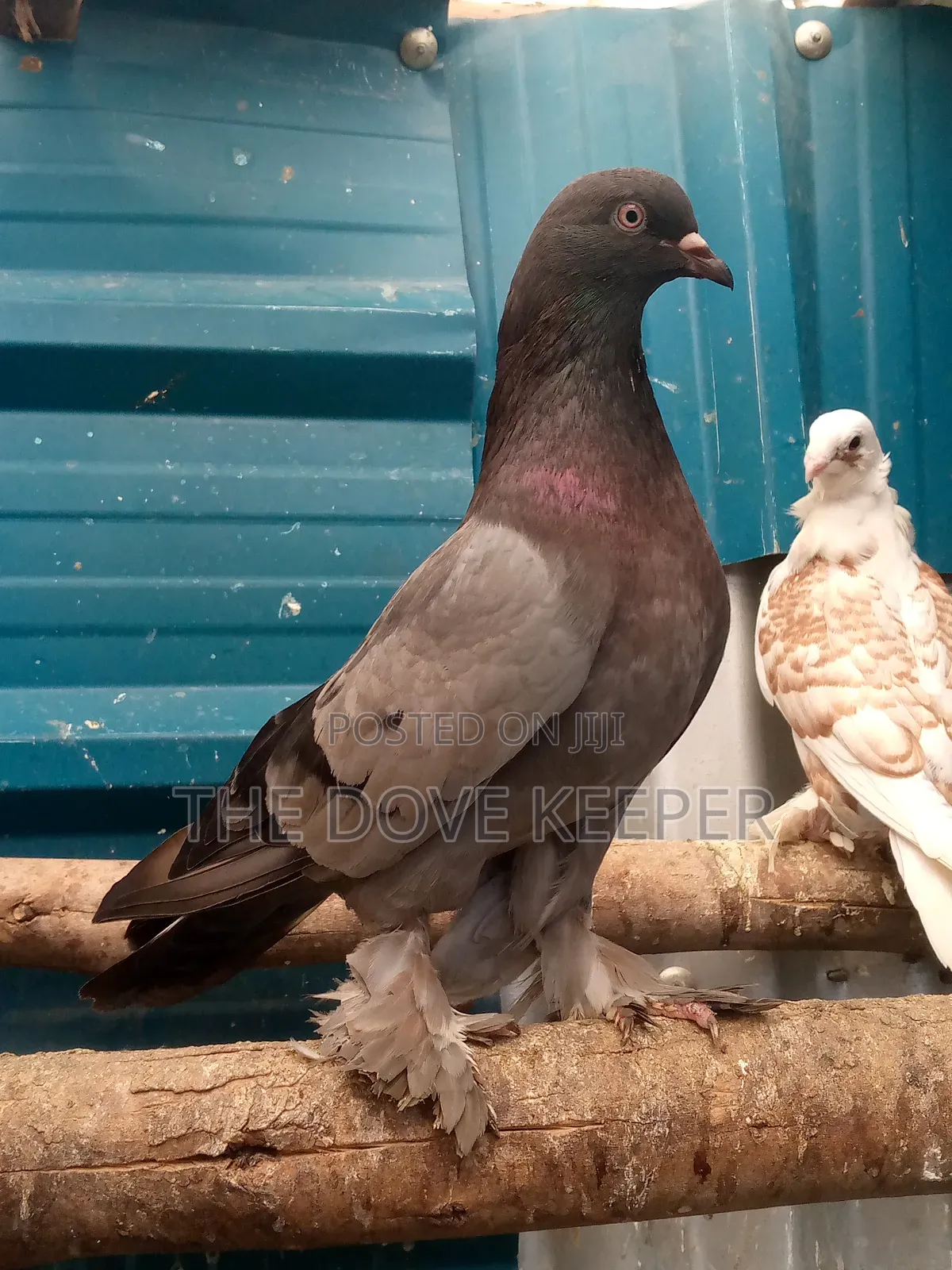 Home Doves
