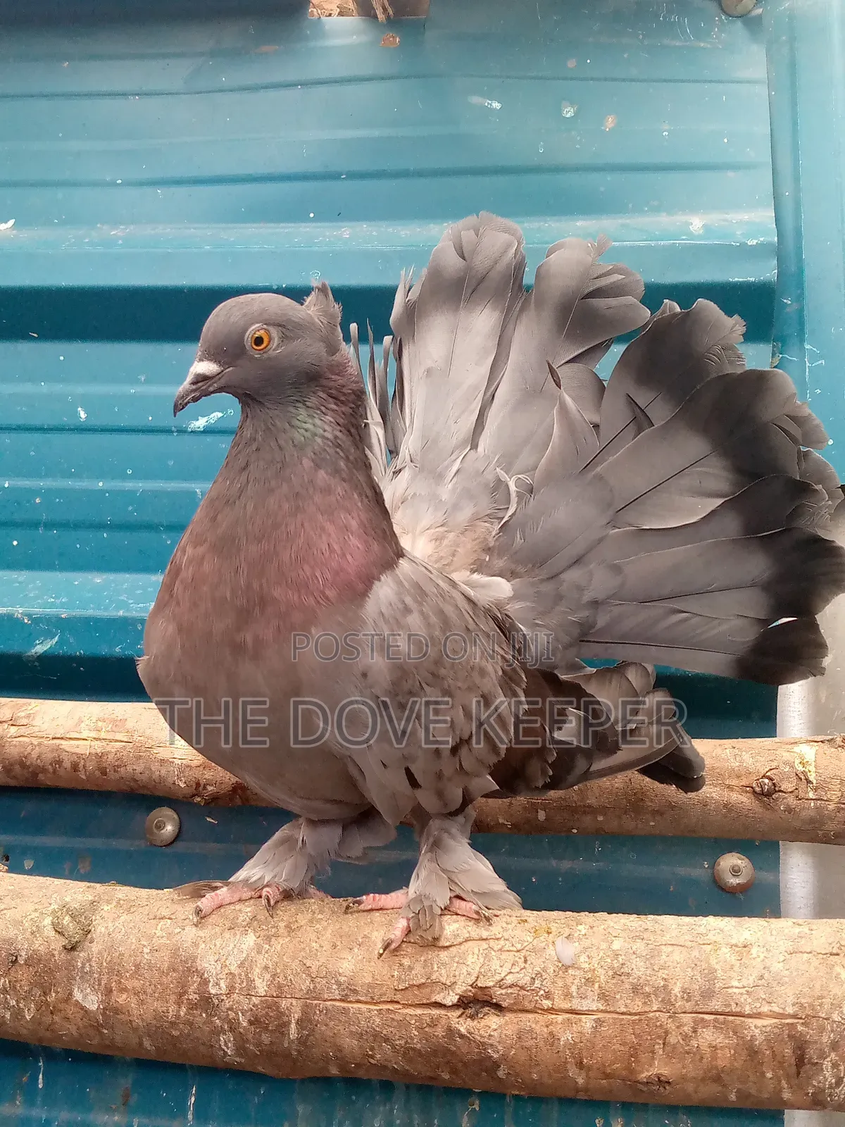 Home Doves