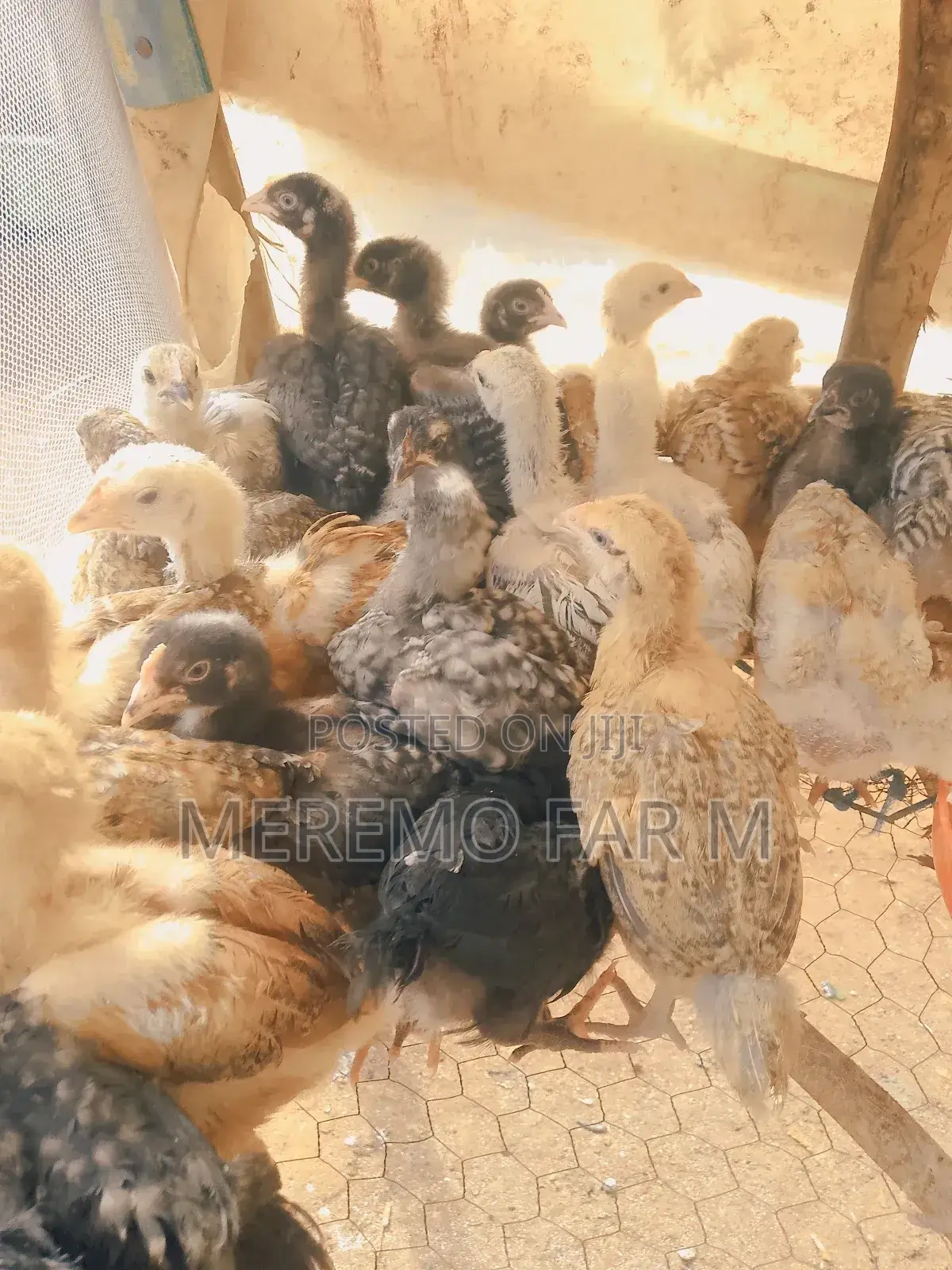 1 Month Improved Kienyeji F1 Chicks