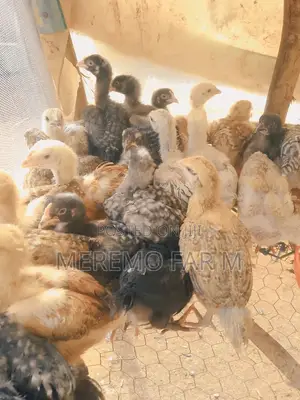 1 Month Improved Kienyeji F1 Chicks
