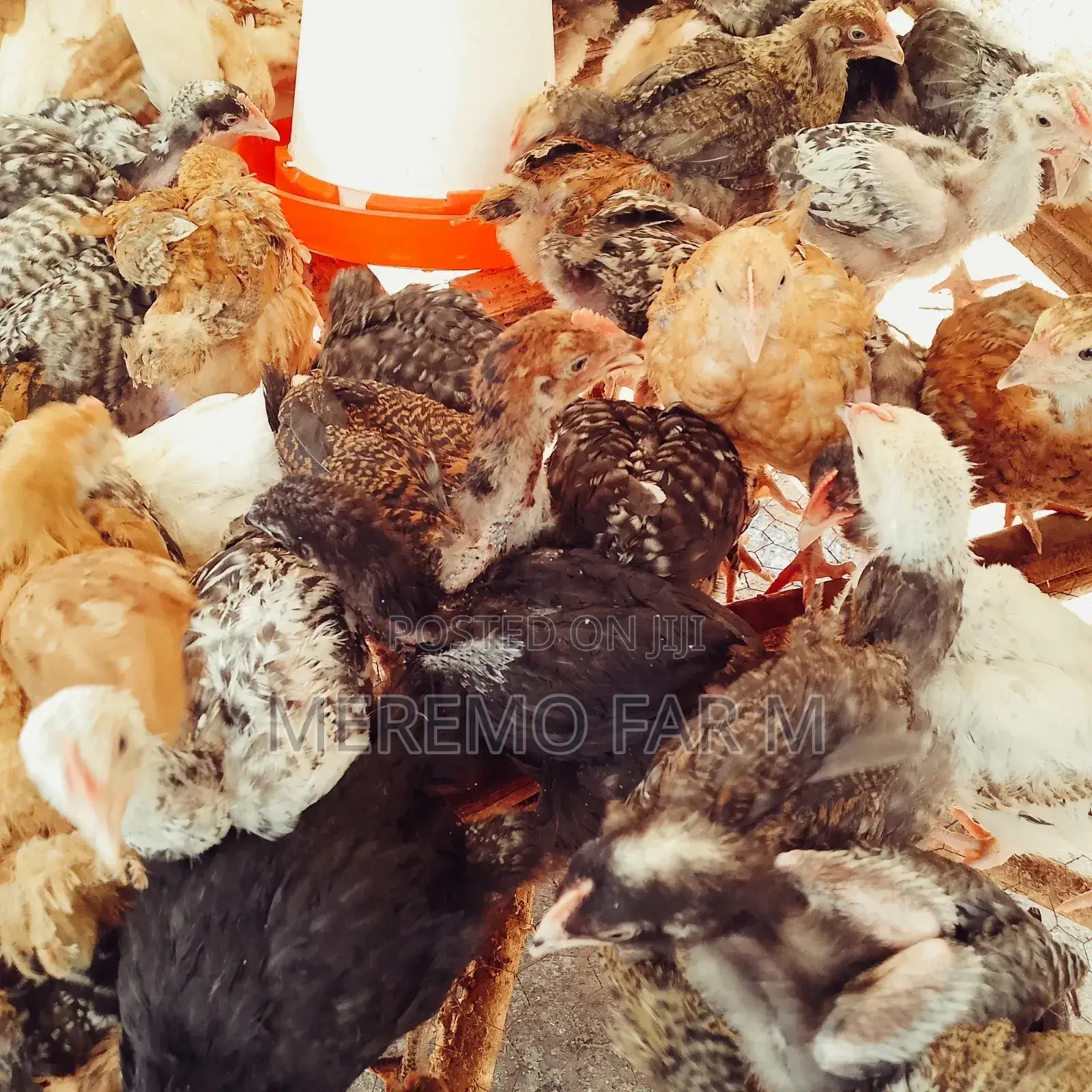1 Month Improved Kienyeji F1 Chicks