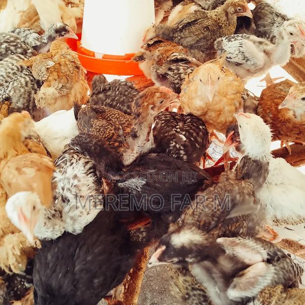 1 Month Improved Kienyeji F1 Chicks - thumbnail 6