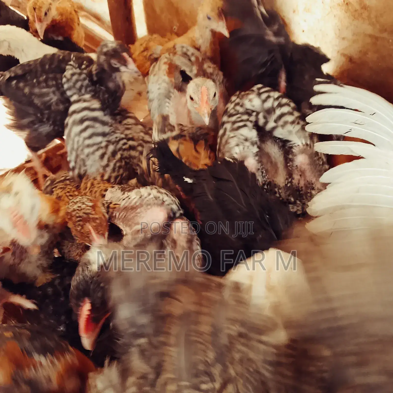 1 Month Improved Kienyeji F1 Chicks