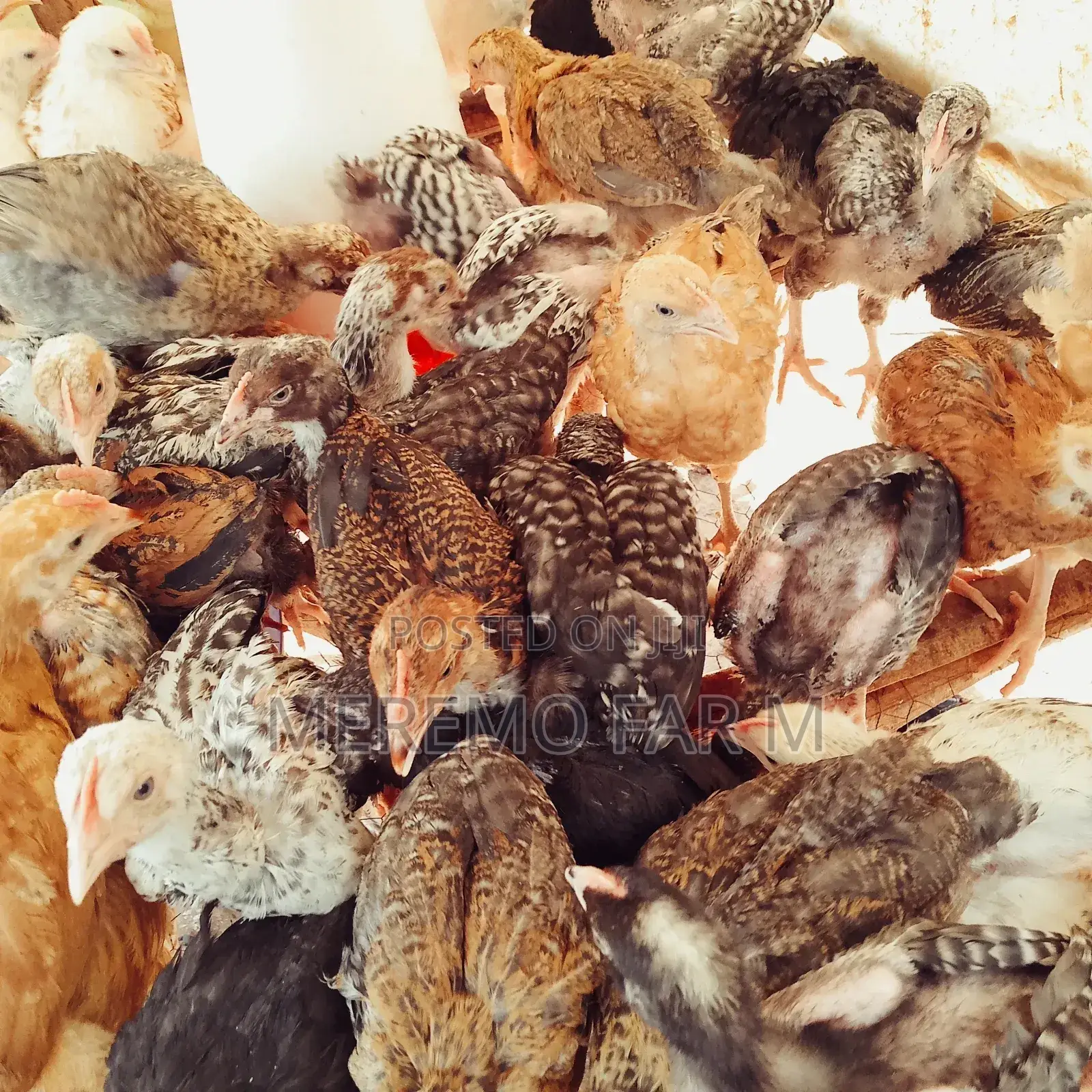 1 Month Improved Kienyeji F1 Chicks