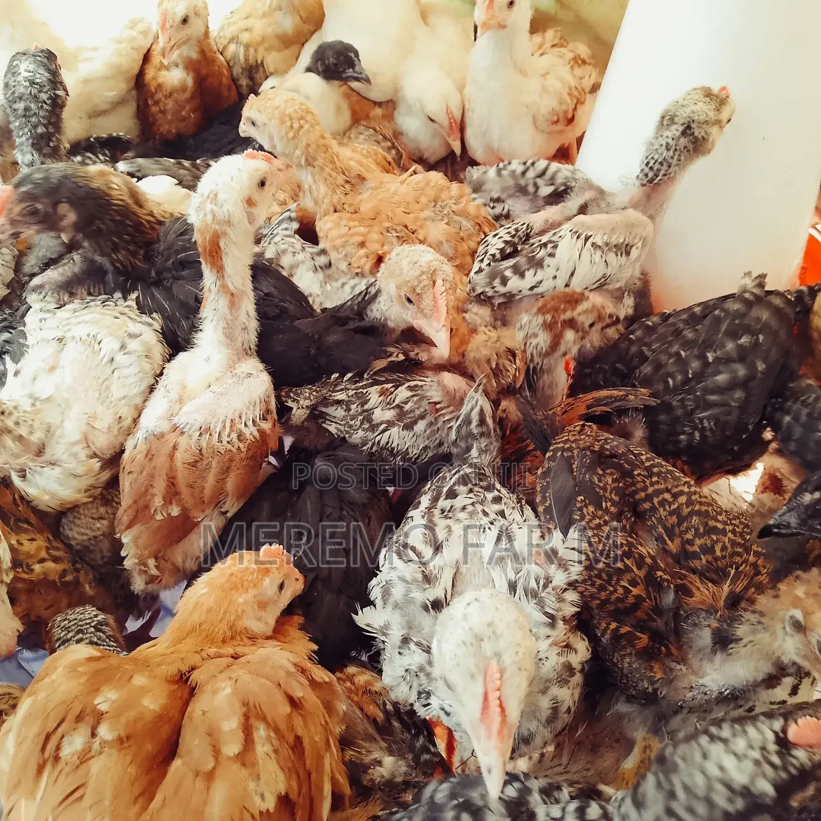 1 Month Improved Kienyeji F1 Chicks