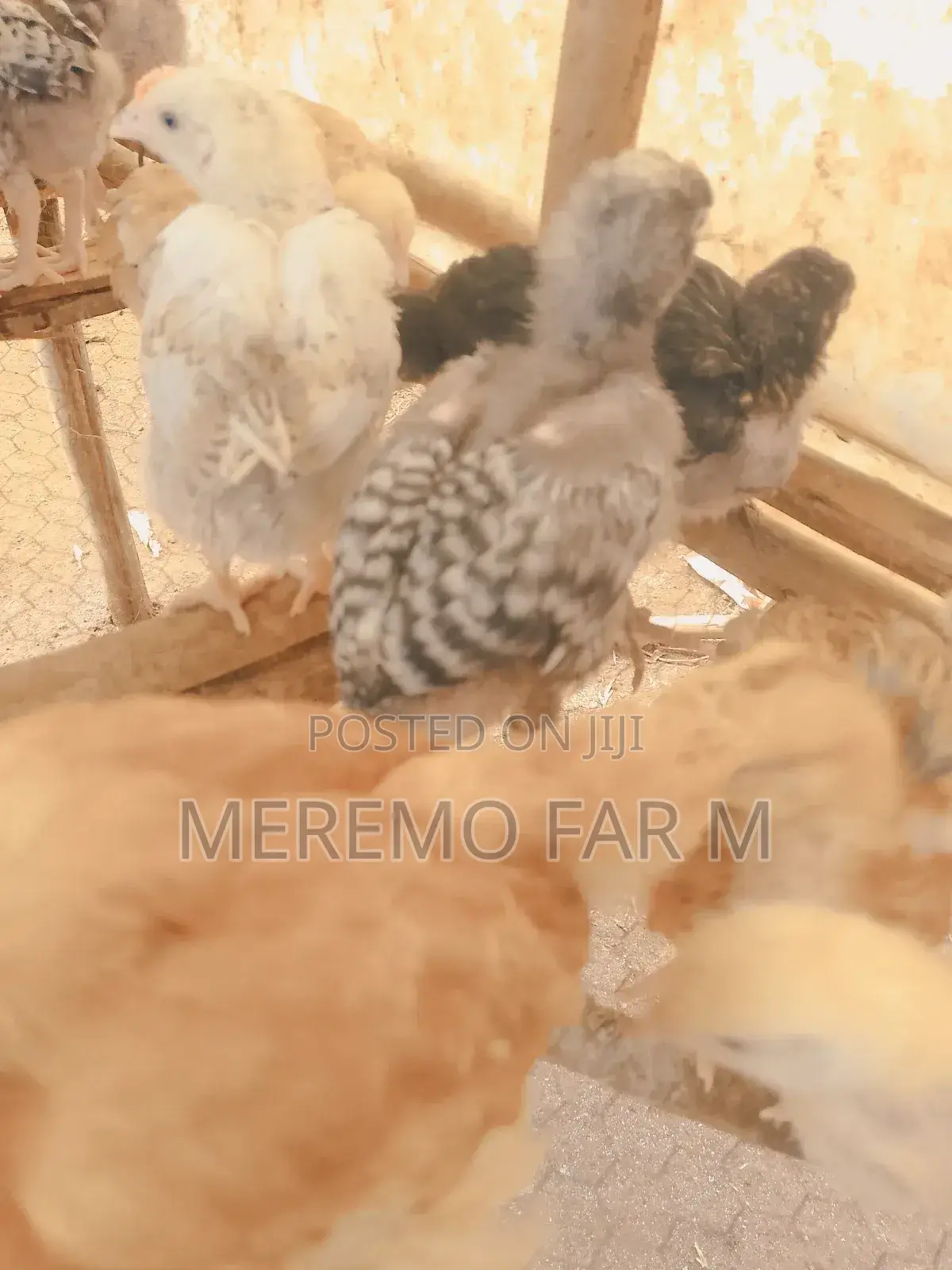 1 Month Improved Kienyeji F1 Chicks