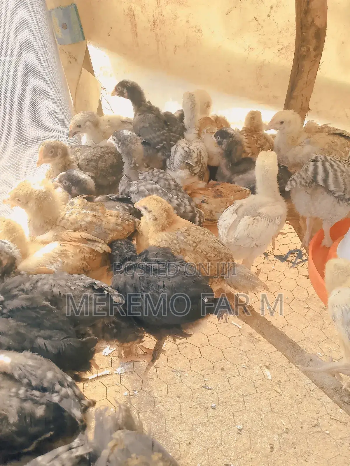 1 Month Improved Kienyeji F1 Chicks