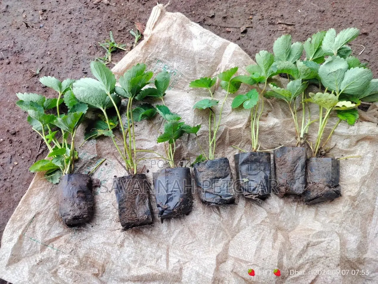 Chandler Strawberry Seedlings - 50 Pieces