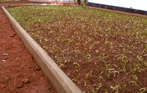 Mazeras Installation/Landscape Design