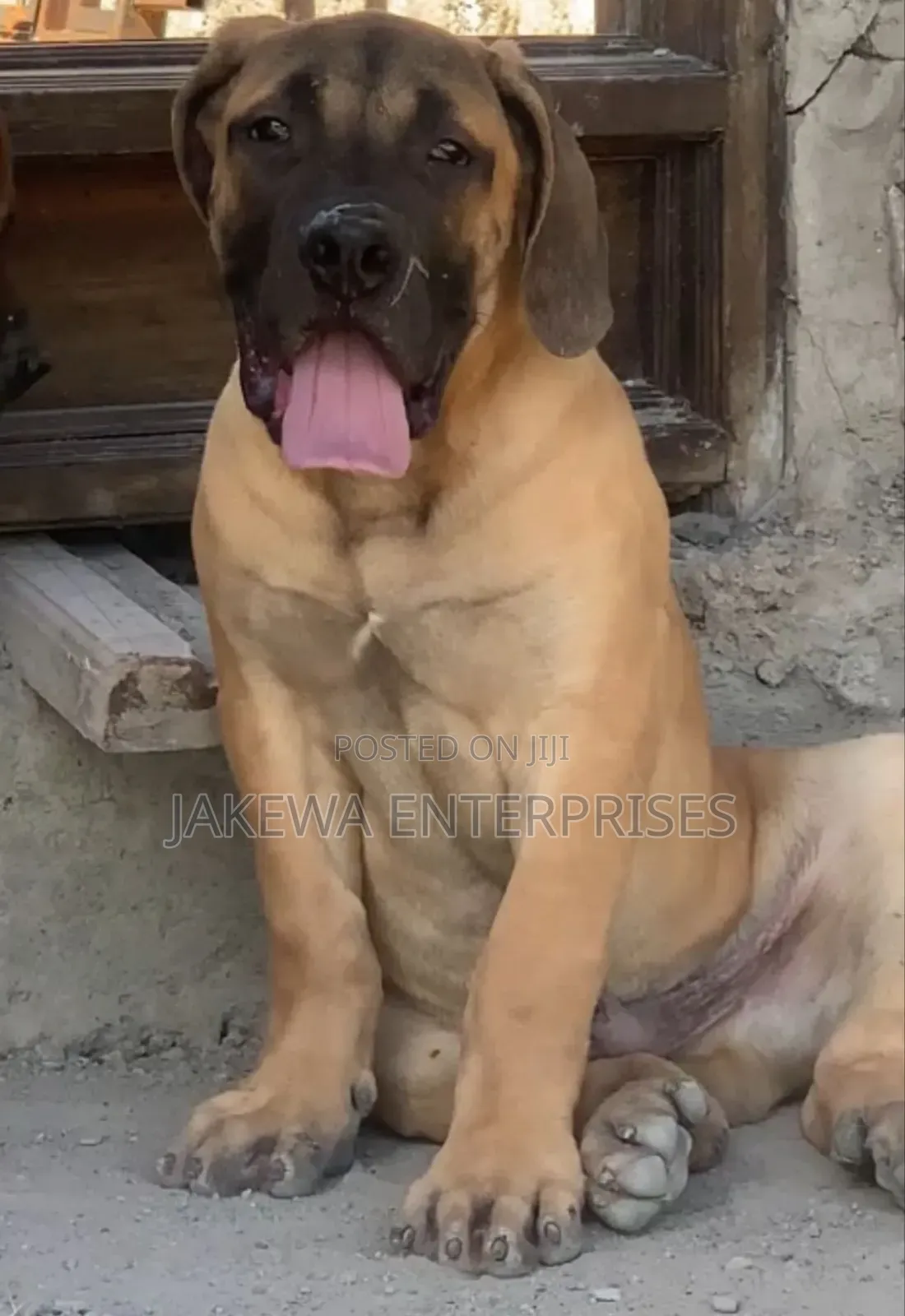 1-3 months Male Purebred Boerboel