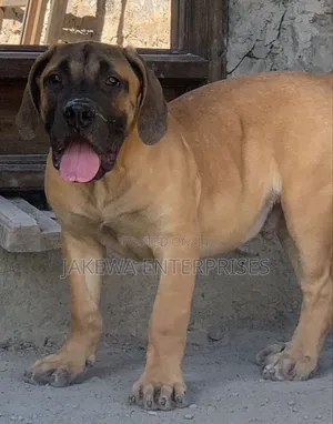 1-3 months Male Purebred Boerboel