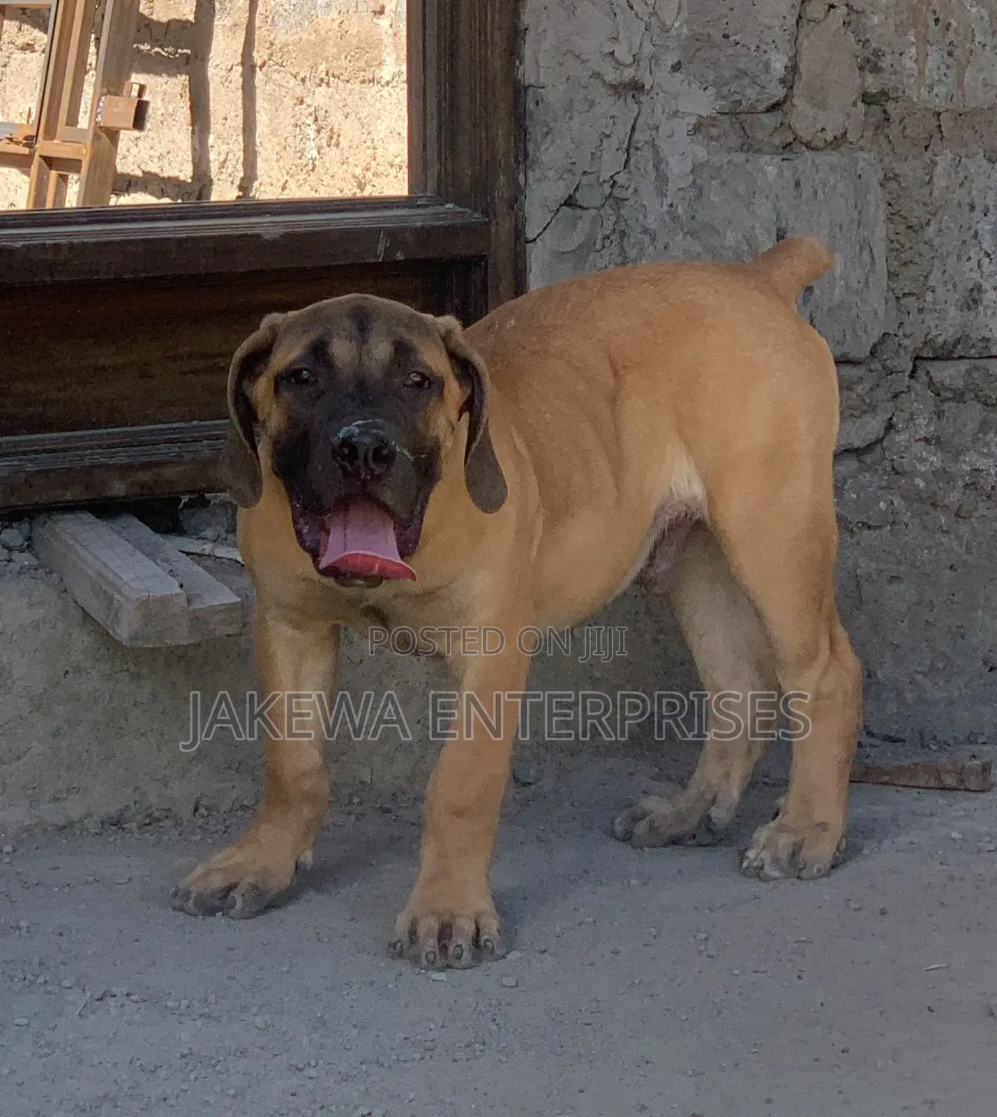1-3 months Male Purebred Boerboel