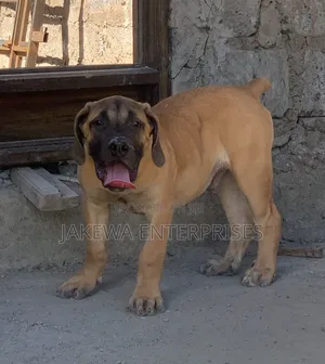 1-3 months Male Purebred Boerboel