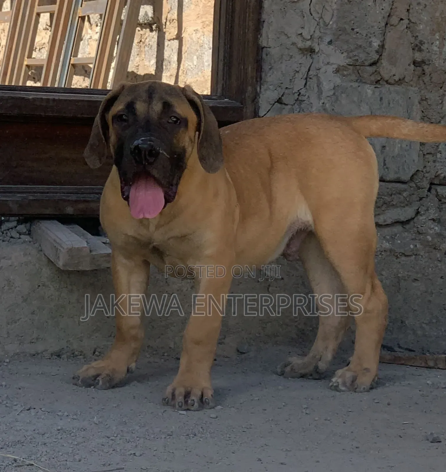 1-3 months Male Purebred Boerboel