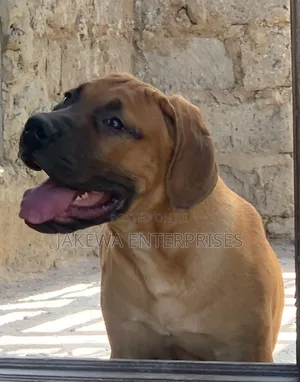 1-3 months Male Purebred Boerboel