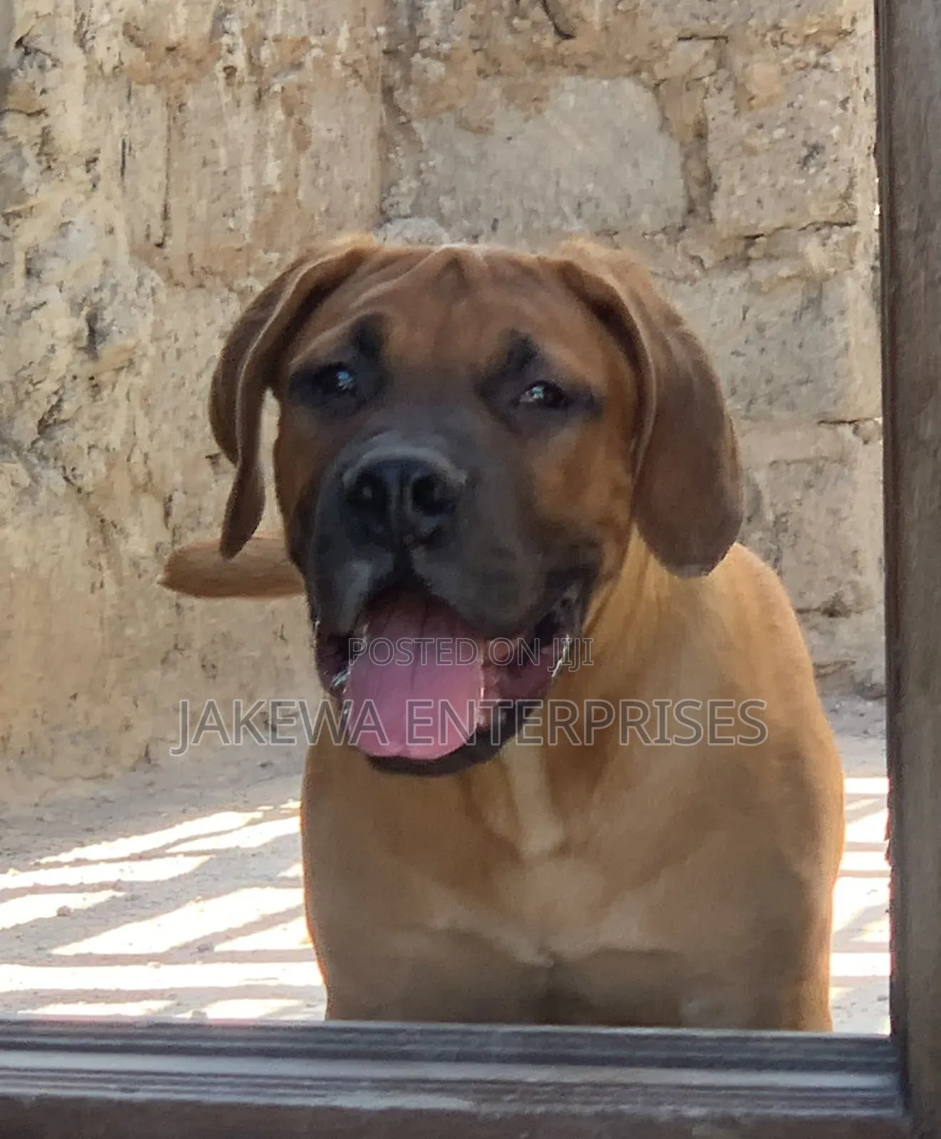 1-3 months Male Purebred Boerboel