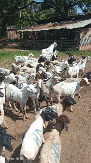 Pure Galla Goats - thumbnail 2