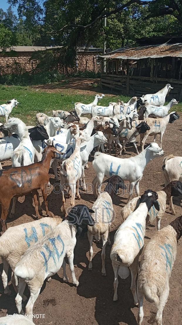 Pure Galla Goats - thumbnail 3