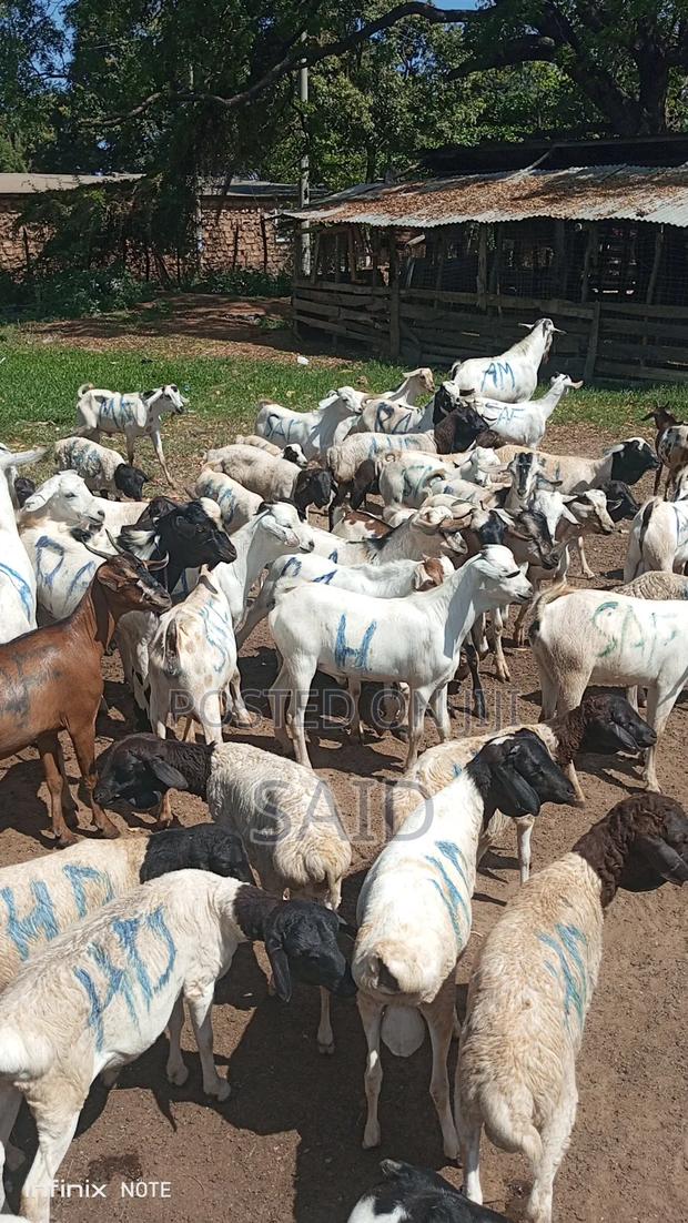 Pure Galla Goats - thumbnail 4