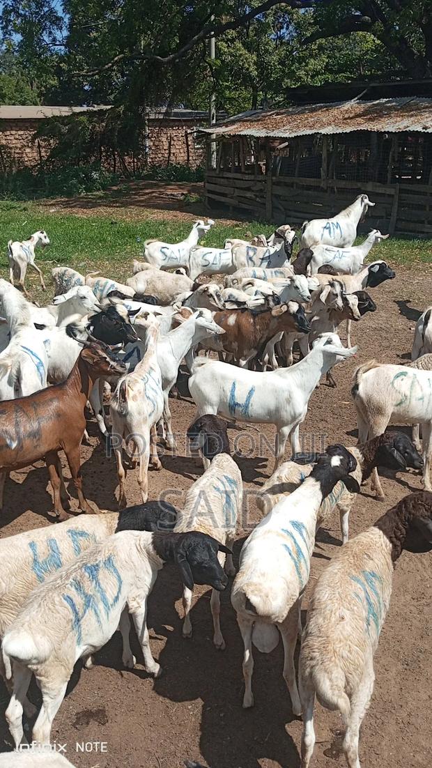 Pure Galla Goats - thumbnail 5