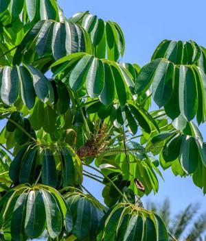 Umbrella Tree Seedling - main view