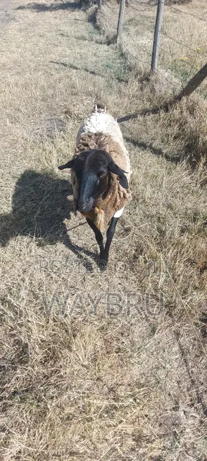 Grass Fed Sheep for Sale