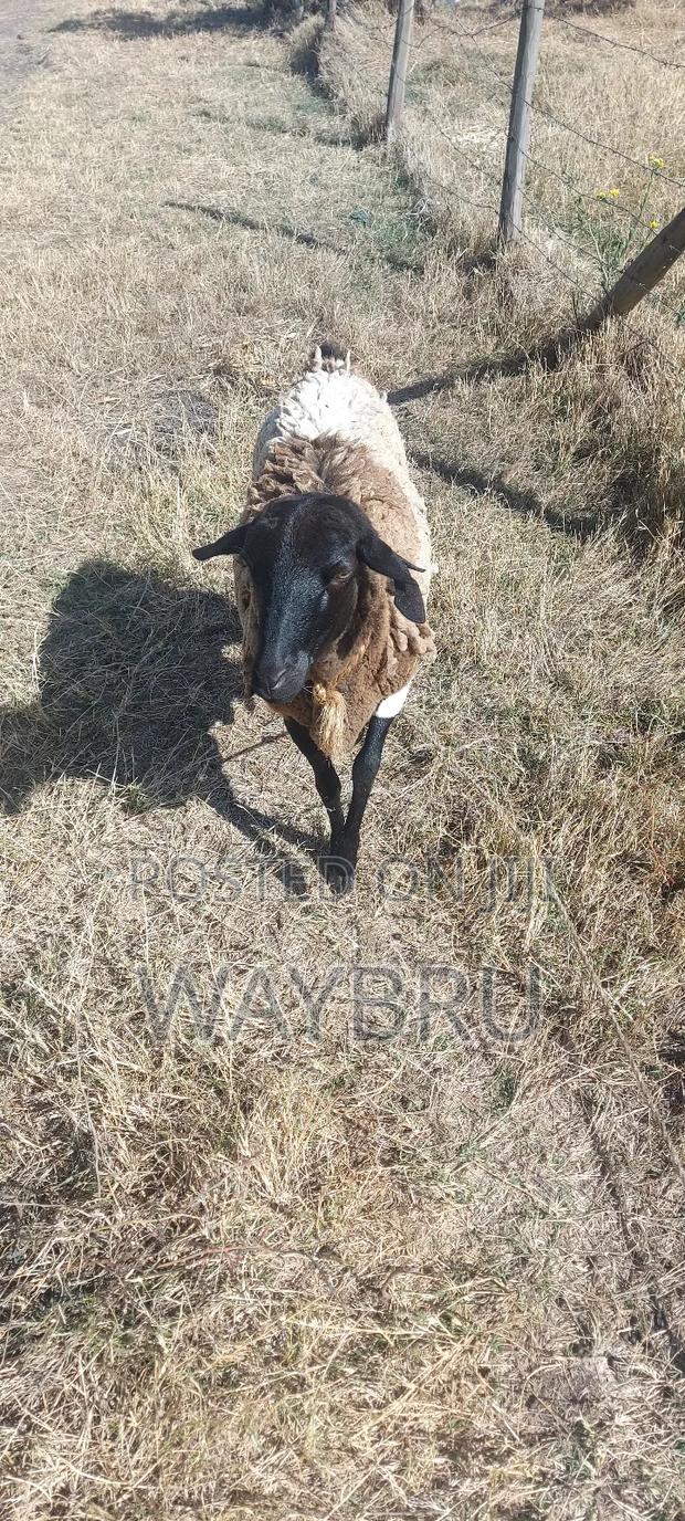 Grass Fed Sheep for Sale