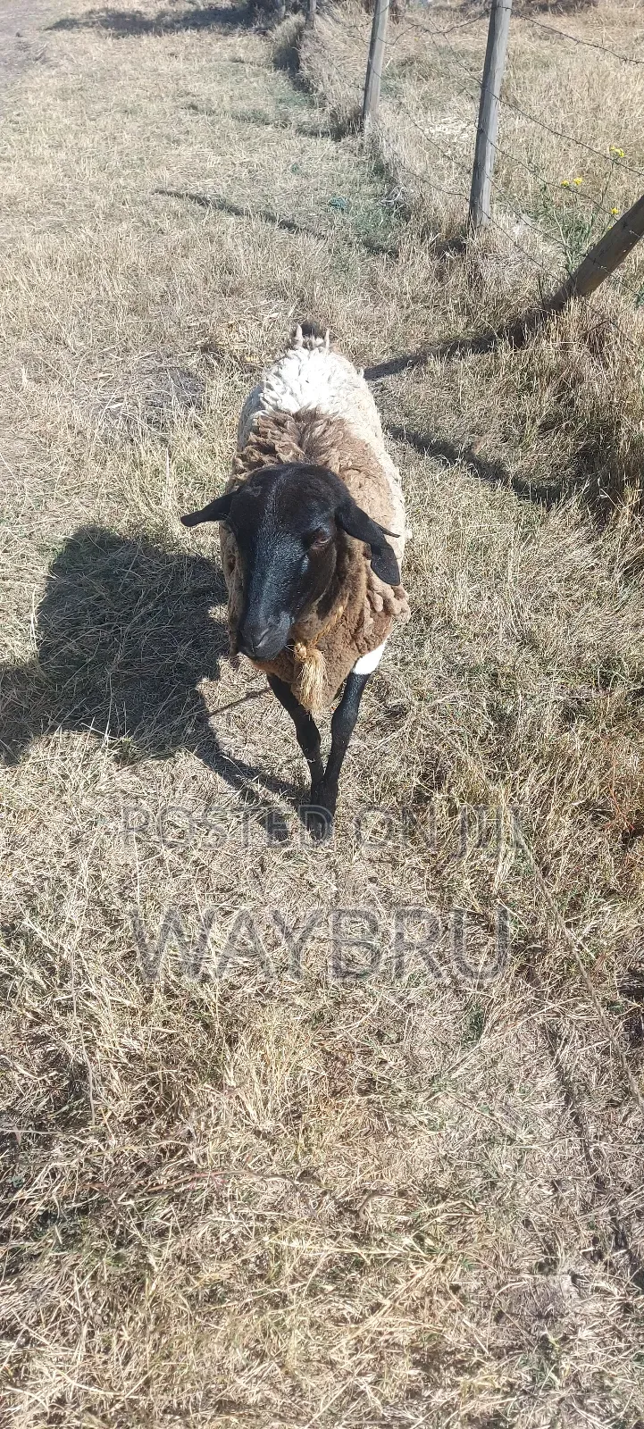 Grass Fed Sheep for Sale
