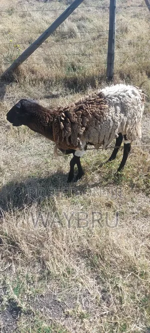Grass Fed Sheep for Sale