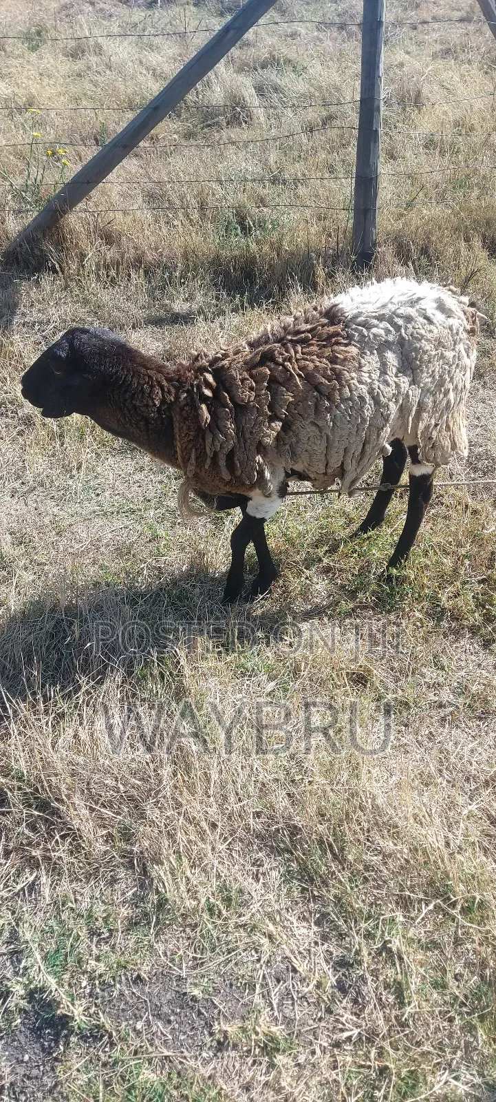 Grass Fed Sheep for Sale