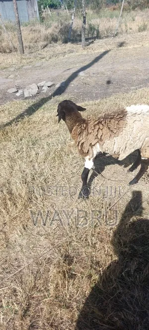 Grass Fed Sheep for Sale