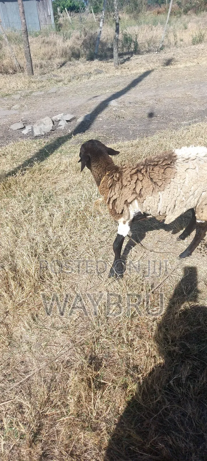 Grass Fed Sheep for Sale