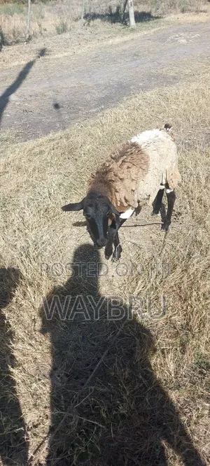 Grass Fed Sheep for Sale