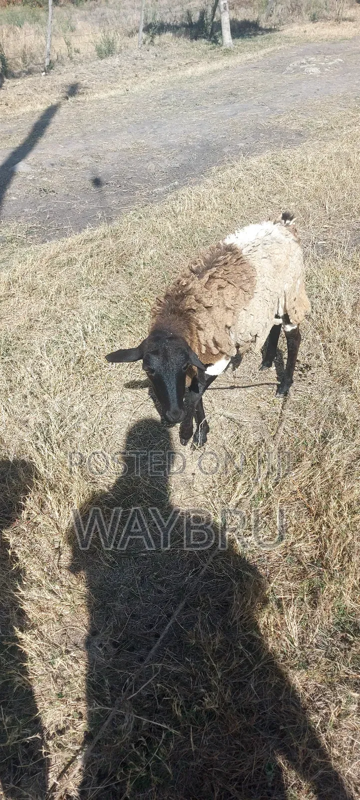 Grass Fed Sheep for Sale